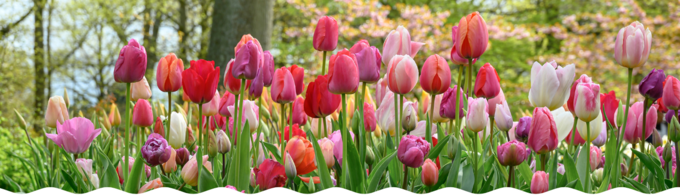 Banner_Baltusaction.fr_-_4_Les_Fleurs_de_saison_1420x400_.png
